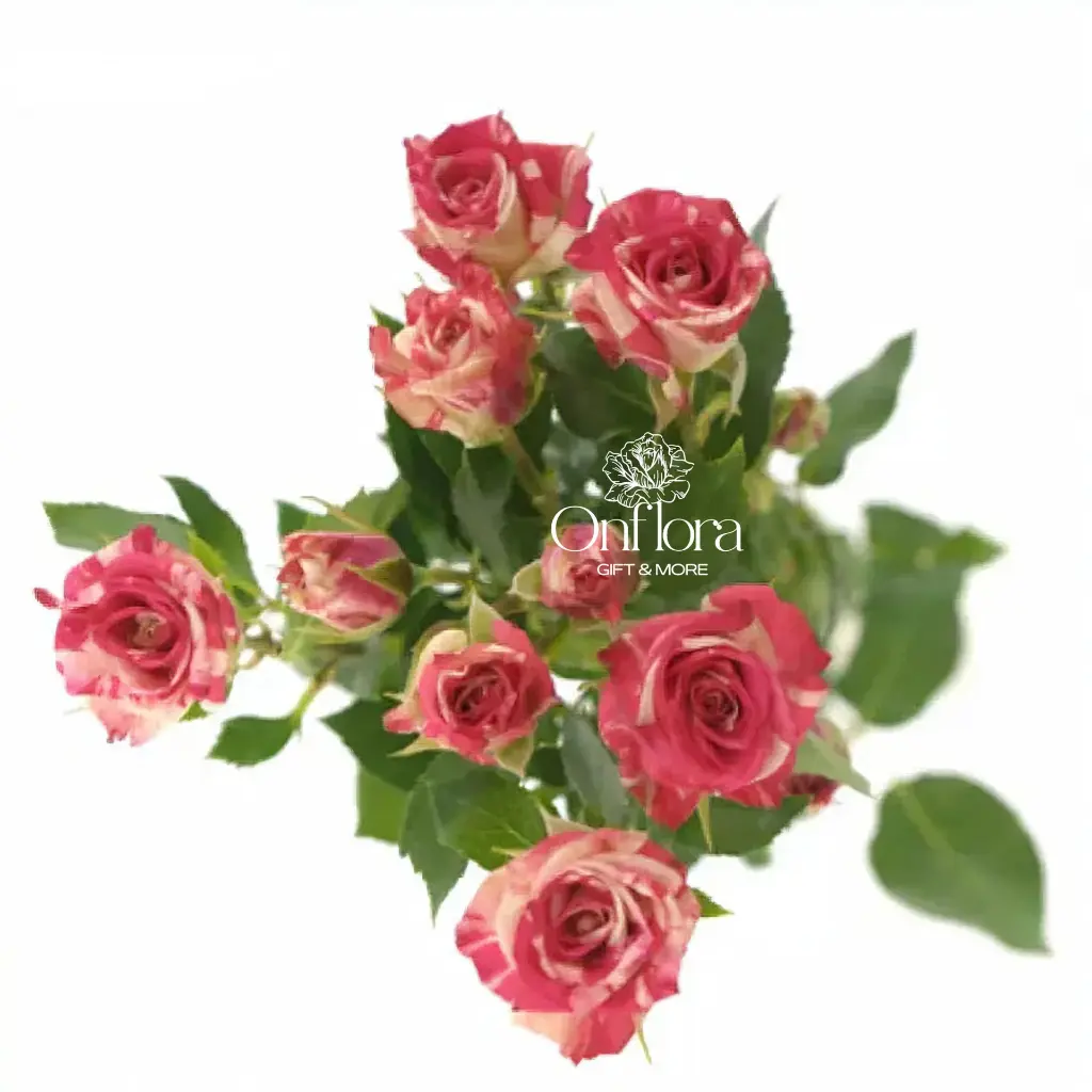 fireworks-spray-roses-from-Kenya-5.webp