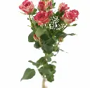 fireworks-spray-roses-from-Kenya-1.webp