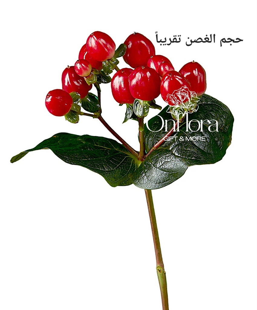 هايبركوم احمر ( غصن )

hypericum red