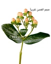 هايبركوم لون الخوخ ( غصن ) hypericum red