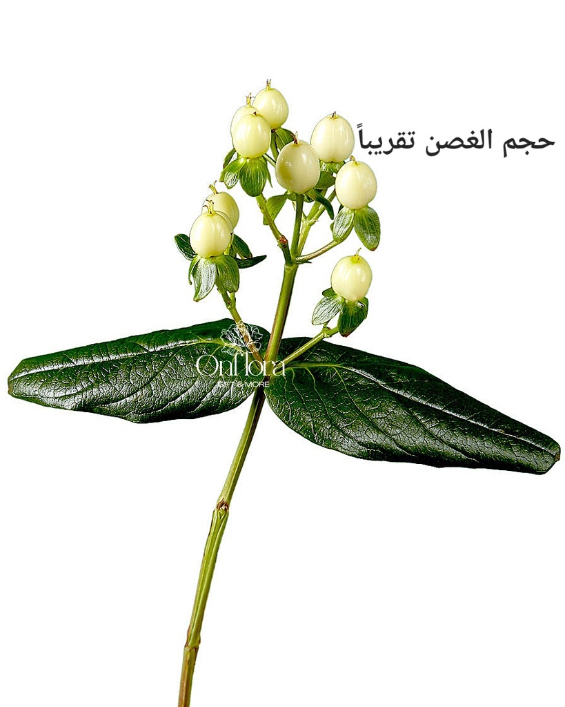 هايبركوم اخضر ( غصن ) hypericum green