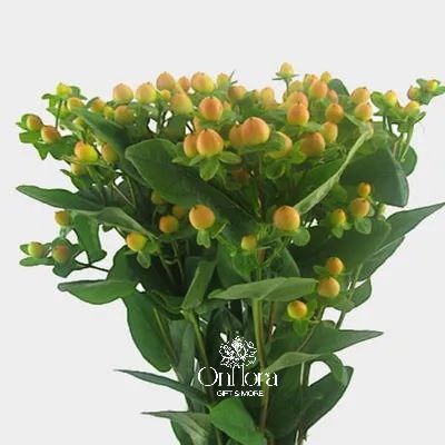 هايبركوم لون الخوخ ( غصن ) hypericum red