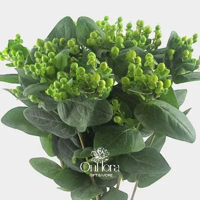 هايبركوم اخضر ( غصن ) hypericum green