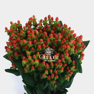 هايبركوم احمر ( غصن )

hypericum red